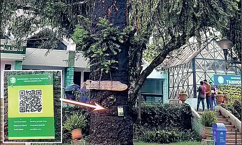 ஒரு மரத்தில் ‘கியூ ஆர் கோடு’ பொருத்தப்பட்டு உள்ள காட்சி. (உள்படம்: ‘கியூ ஆர் கோடு’ பதாகை)