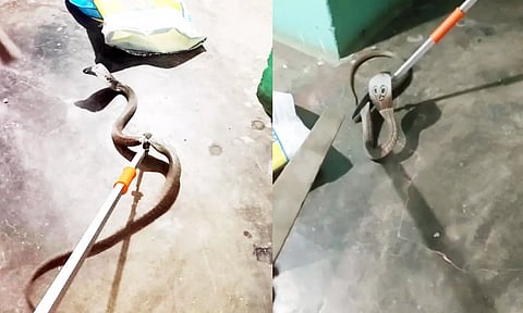 வீட்டினுள் நுழைந்த நாகபாம்பை படத்தில் காணலாம்.