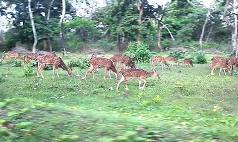 முதுமலை சாலையில் கூட்டம், கூட்டமாக சுற்றித்திரியும் புள்ளி மான்கள்