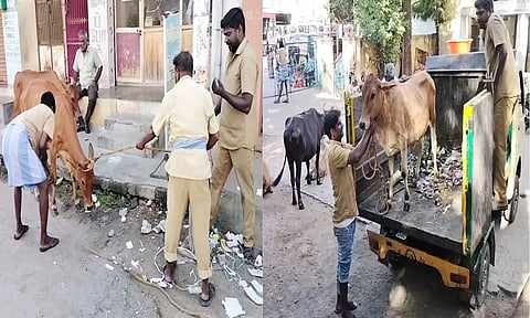 சாலையில் சுற்றி திரிந்த மாடுகளை மாநகராட்சி ஊழியர்கள் பிடித்தனர்