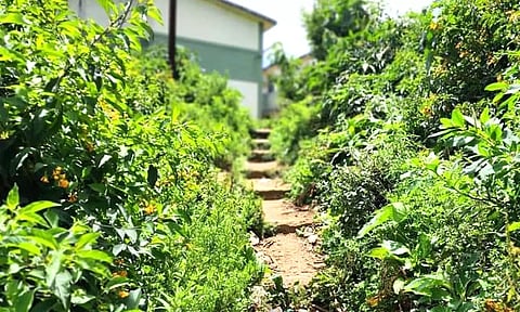 ஊட்டியில் புதர் மண்டி கிடக்கும் ஜெயில்ஹில் குடியிருப்பு