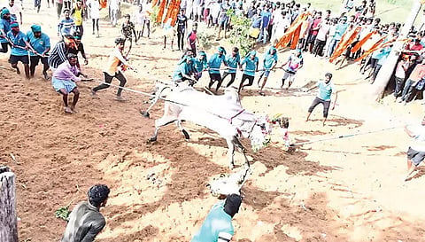 ஆடிப் பண்டிகையை முன்னிட்டுபெரியாம்பட்டியில் எருதாட்டம் கோலாகலம்