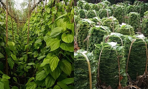 பரமத்திவேலூர் பகுதியில் வெற்றிலை அதிகளவில் விளைந்திருப்பதையும், வியாபாரத்திற்காக தயாராக வைக்கப்பட்டுள்ள வெற்றிலையையும் காணலாம்.