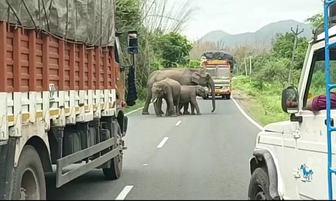 வாகனங்களுக்கு வழி விடாமல் நடுரோட்டில் நிற்கும் யானைகளை படத்தில் காணலாம்.