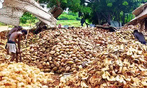 விலை வீழ்ச்சியால் தேங்காய் விவசாயிகள் கவலை