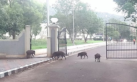 பாரதியார் பல்கலைக்கழகத்தில் காட்டு பன்றிகள் அட்டகாசம்