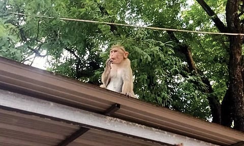 சாவியை கடித்தபடி இருந்த குரங்கை படத்தில் காணலாம்.