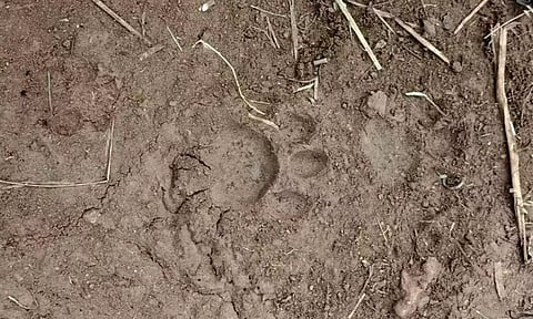 சிறுத்தையின் கால் தடம் பதிவாகி இருப்பதை படத்தில் காணலாம். 