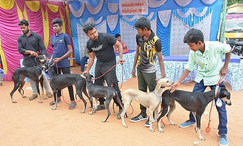 கிருஷ்ணகிரி அரசு பள்ளியில் நடந்த நாய் கண்காட்சியை படத்தில் காணலாம்.