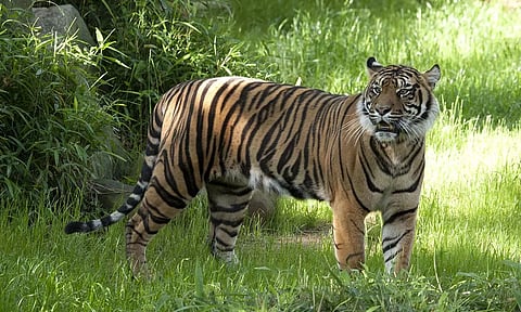 அடர்ந்த வனப்பகுதியில் இறந்து கிடந்த ஆண் புலி- வனத்துறையினர் விசாரணை