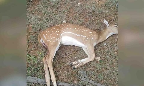 பலியான மான்.