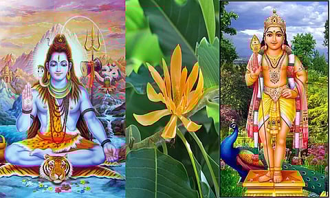 சிவபெருமான், முருகனுக்கு இந்த பூவை வைத்து 11 வாரங்கள் வழிபட்டால்...