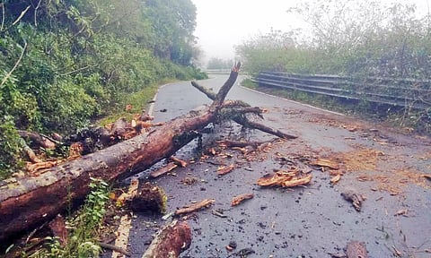 மலைச்சாலையில் முறிந்து விழுந்த மரம்.