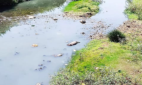 செய்யாற்றில் செத்து மிதக்கும் பன்றியால் துர்நாற்றம்