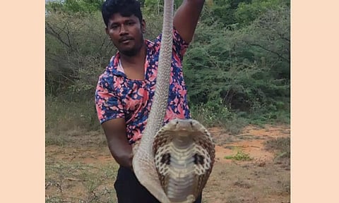 சித்தோடு அருகே கோழிப்பண்ணைக்குள் புகுந்த நல்ல பாம்பால் பரபரப்பு