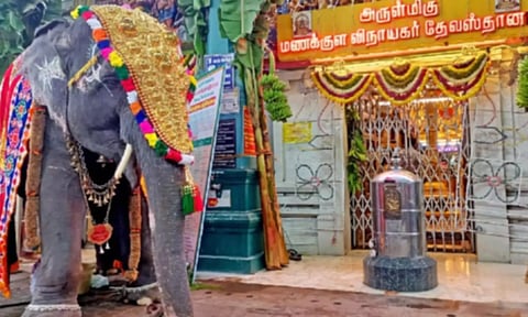 மணக்குள விநாயகருக்கு பிரியமான அருகம்புல்