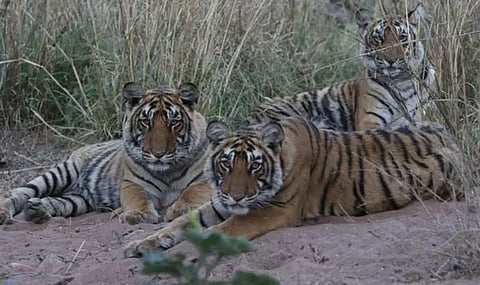 சர்வதேச புலிகள் தினம்: ராஜஸ்தானில் பிறந்த புலிக்குட்டிக்கு பாராலிம்பிக் பதக்கம் வென்ற அவனி லெகரா பெயர்