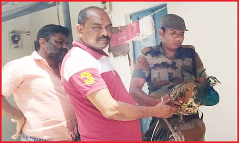 மயிலுக்கு சிகிச்சை அளிக்க வனத்துறையினர் கொண்டு சென்ற காட்சி.