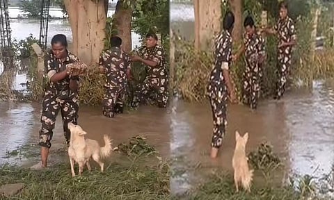 வெள்ளத்தால் பிரிந்த நாய் குட்டிகளை தாயுடன் சேர்த்த போலீசார்