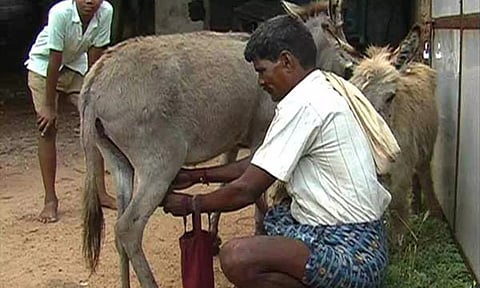 ஆந்திரா, தெலுங்கானாவில் கழுதை பால் லிட்டர் ரூ.8000 ஆக உயர்வு