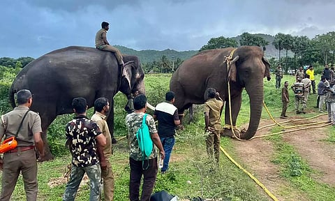 கயிறு கட்டி அந்த யானை நிறுத்தி வைக்கப்பட்டிருந்த காட்சி. 