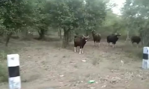 சத்தியமங்கலம் அருகே சாலையோரம் உலா வரும் காட்டெருமைகள் கூட்டம்-வனத்துறையினர் எச்சரிக்கை