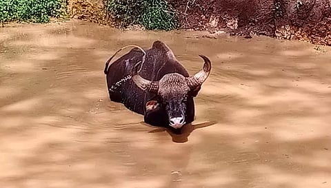 கிணற்றில் விழுந்த காட்டெருமை4 மணி நேர போராட்டத்திற்கு பின் மீட்பு