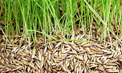 மானிய விலையில் விதை நெல் விநியோகம்