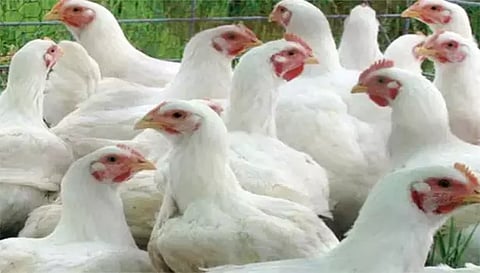 கறிக்கோழி விலை கிலோவுக்கு ரூ.12 உயர்வு