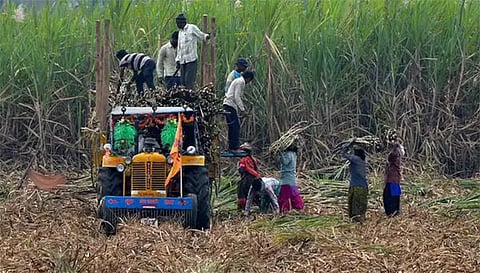 கரும்பு பயிரிடும் விவசாயிகள் வருகிற 15-க்குள் பதிவு செய்ய வேண்டும்