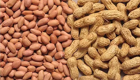 நிலக்கடலை ரூ.2.16 லட்சத்துக்கு ஏலம்