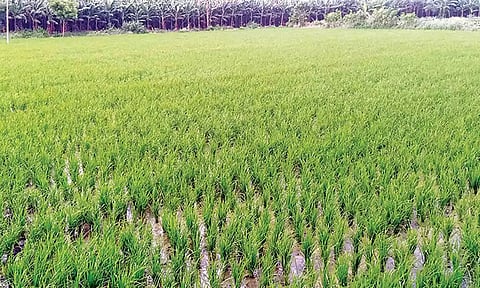 பூதலூர் பகுதியில் குறுவை நடவு செய்யப்பட்டுள்ள வயல்.