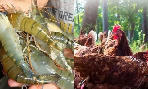 இறால் பண்ணைகளுக்கு தீவனமாக கொடுக்கலாம்- ஆட்டிறைச்சி சங்க நிர்வாகி யோசனை