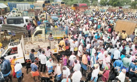 ஆட்டுச்சந்தையில் குவிந்த வியாபாரிகள், விவசாயிகள்.