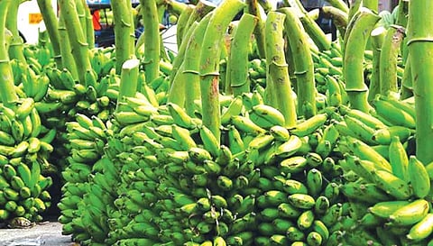 வாழைத்தார் விலை சரிவு