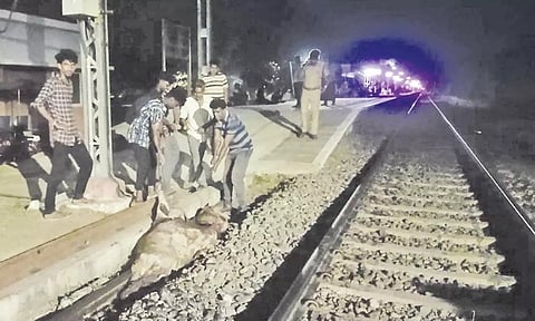 பாபநாசம் ரயில் நிலையத்தில் பசுமாடு அடிபட்டது.