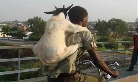 ஆட்டை திருடி விற்க முயன்ற திருடன் கைது