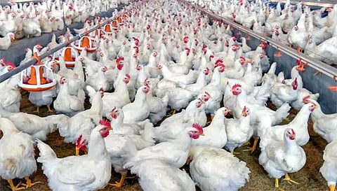 முட்டை விலை மேலும் 10 காசுகள் உயர்வுகறிக்கோழி விலை ரூ.15 குறைந்தது