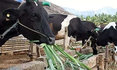 கேரளாவில் கால்நடைகளை பாதிக்கும் கோமாரி நோய்: உடுமலை கிராமங்களில் முன்னெச்சரிக்கை பணிகள் தீவிரம்