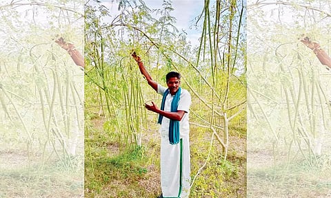 காய்த்து தொங்கும் முருங்கைக்காய்களை காண்பிக்கும் விவசாயி.