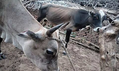 மாடுகளின் காதுகள் அறுக்கப்பட்டிருப்பதை படத்தில் காணலாம்.