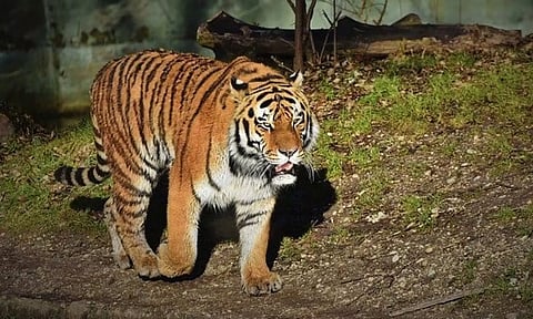 குடியிருப்பு பகுதியில் புகுந்து 4 ஆடுகளை அடித்துக்கொன்ற புலி: பழங்குடியின மக்கள் பீதி