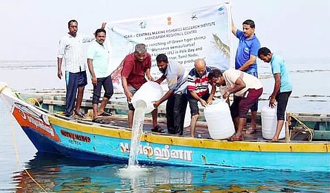 கடலில் விடப்பட்ட 48 லட்சம் இறால் குஞ்சுகள்