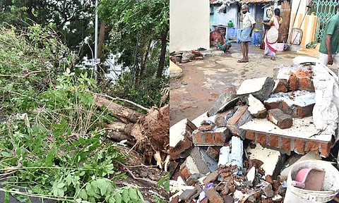 வேருடன் விழுந்து கிடக்கும் மரத்தையும், கால்நடை மருத்துவமனை ரோட்டில் சுவர் இடிந்து இருப்பதையும் படத்தில் காணலாம். 