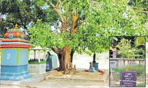 தலவிருட்சத்தை தெய்வமாக போற்றுங்கள்