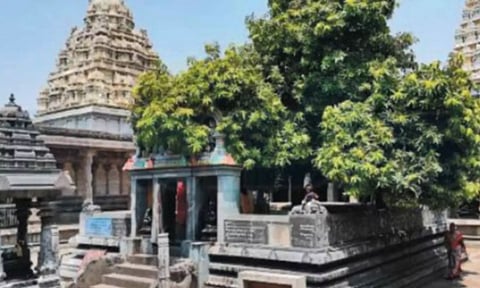 வினைகளை விரட்டும் விருட்சங்கள்