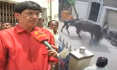 சென்னையில் தெருக்களில் சுற்றித்திரியும் மாடுகளை பிடிக்க நடவடிக்கை- மாநகராட்சி ஆணையர்