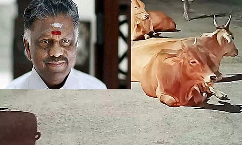 மனிதர்களுக்கு அச்சுறுத்தலாக விளங்கும் மாடுகள் சுற்றி திரிவதை தடுக்க நடவடிக்கை எடுக்க வேண்டும்- ஓ.பன்னீர்செல்வம் வலியுறுத்தல்