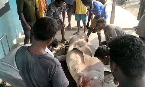 காசிமேடு கடலில் மீனவர்கள் வலையில் சிக்கிய 350 கிலோ ராட்சத சுறா மீன்