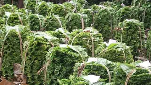 பரமத்தி வேலூரில் வெள்ளக்கொடி வெற்றிலை விலை உயர்வு